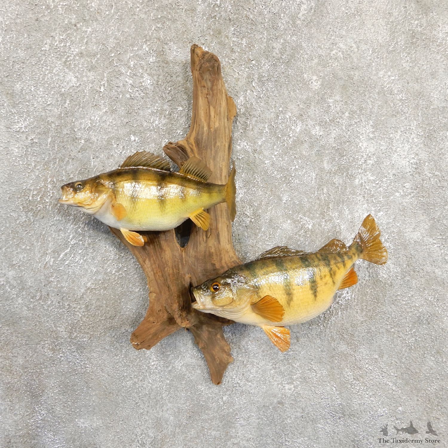 Perch Taxidermy Fish Mount #19708 For Sale @ The Taxidermy Store