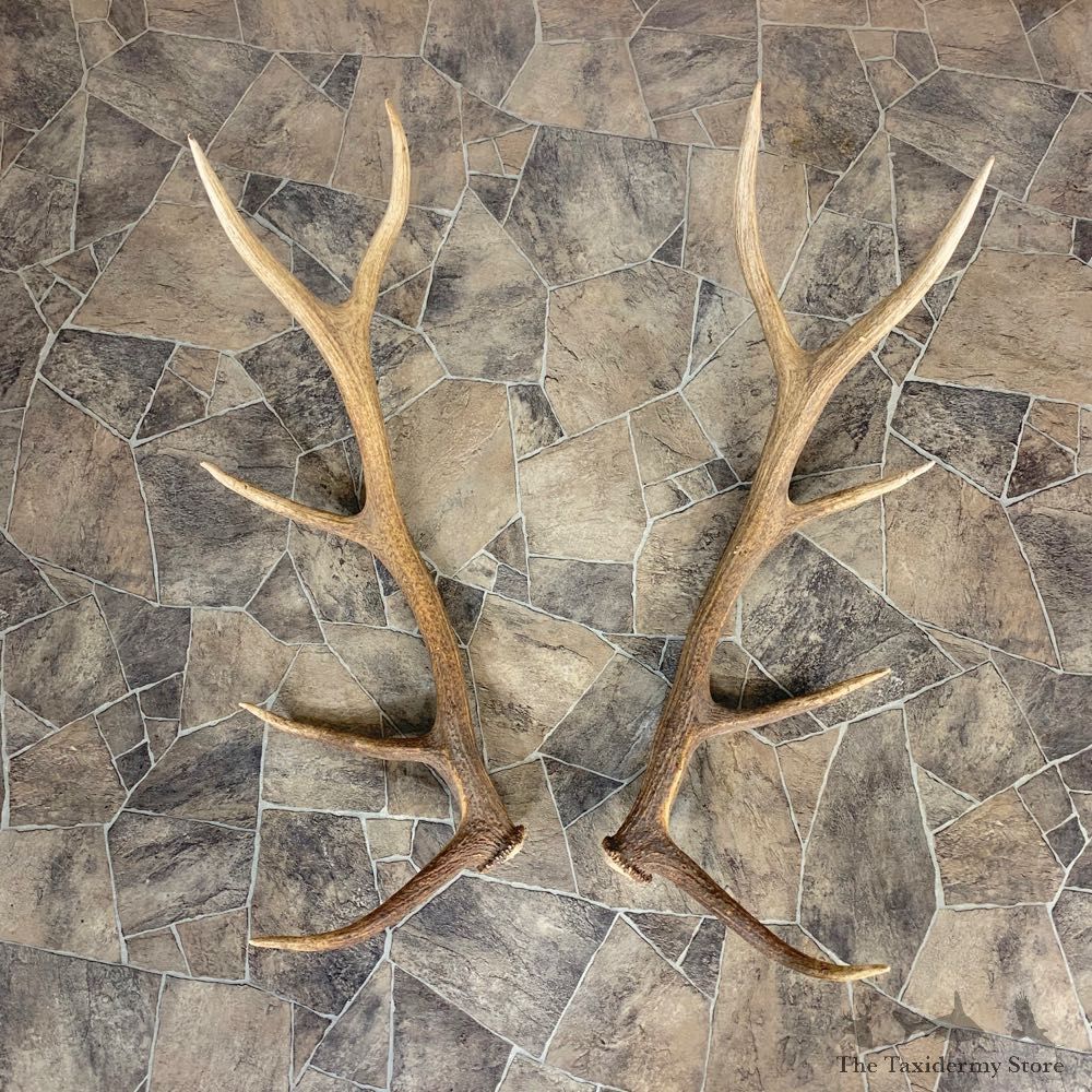Matched Set Elk Antlers For Sale #23010 @ The Taxidermy Store