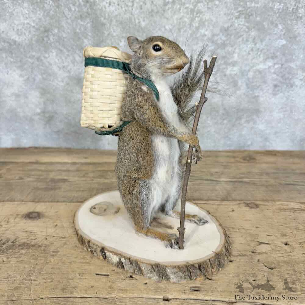 Hiking Grey Squirrel Novelty Mount For Sale #30597 @ The Taxidermy Store