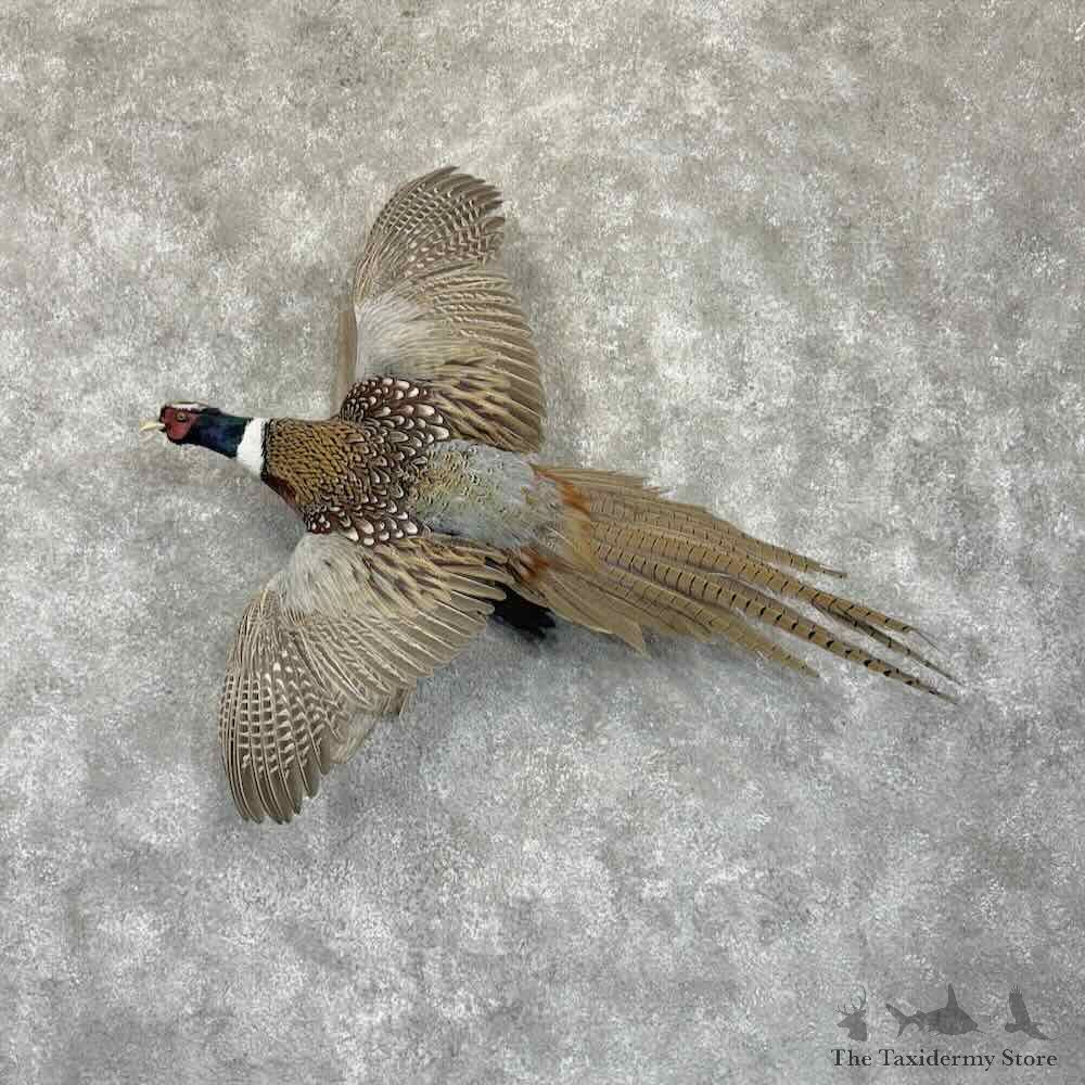 Ringneck Pheasant Bird Mount For Sale #31355 @ The Taxidermy Store