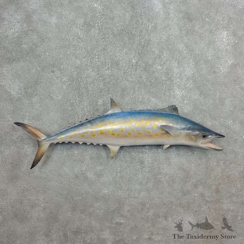 Replica Spanish Mackerel Taxidermy Fish Mount #17794 For Sale @ The Taxidermy Store