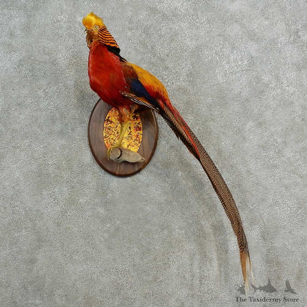 Golden Pheasant Bird Mount For Sale #16984 @ The Taxidermy Store