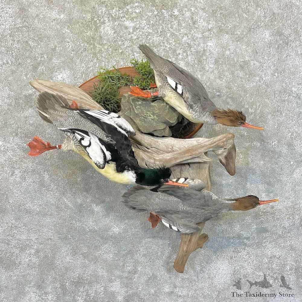 Scaly-Sided Merganser Duck Bird Scene For Sale #27765 @ The Taxidermy Store