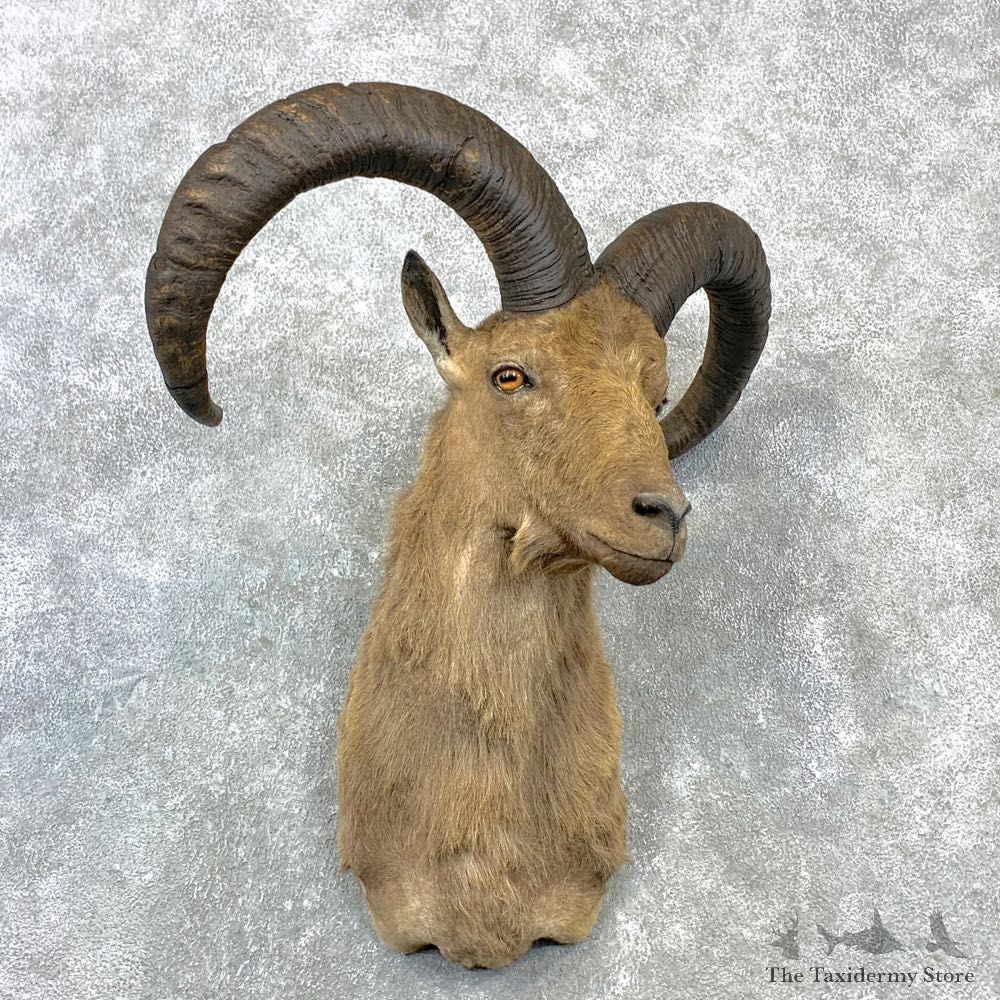 Mid-Caucasian Tur Taxidermy Shoulder Mount #23074 For Sale @ The Taxidermy Store
