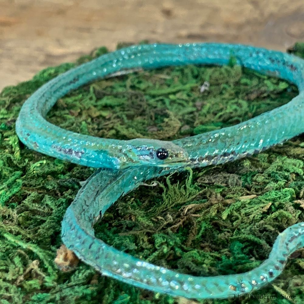 Green Snake Taxidermy Mount For Sale #21542 @ The Taxidermy Store