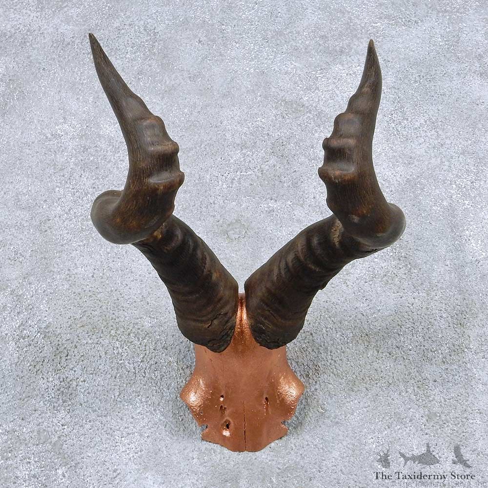 Hartebeest Skull Cap Horns Taxidermy Mount #13835 For Sale @ The Taxidermy Store