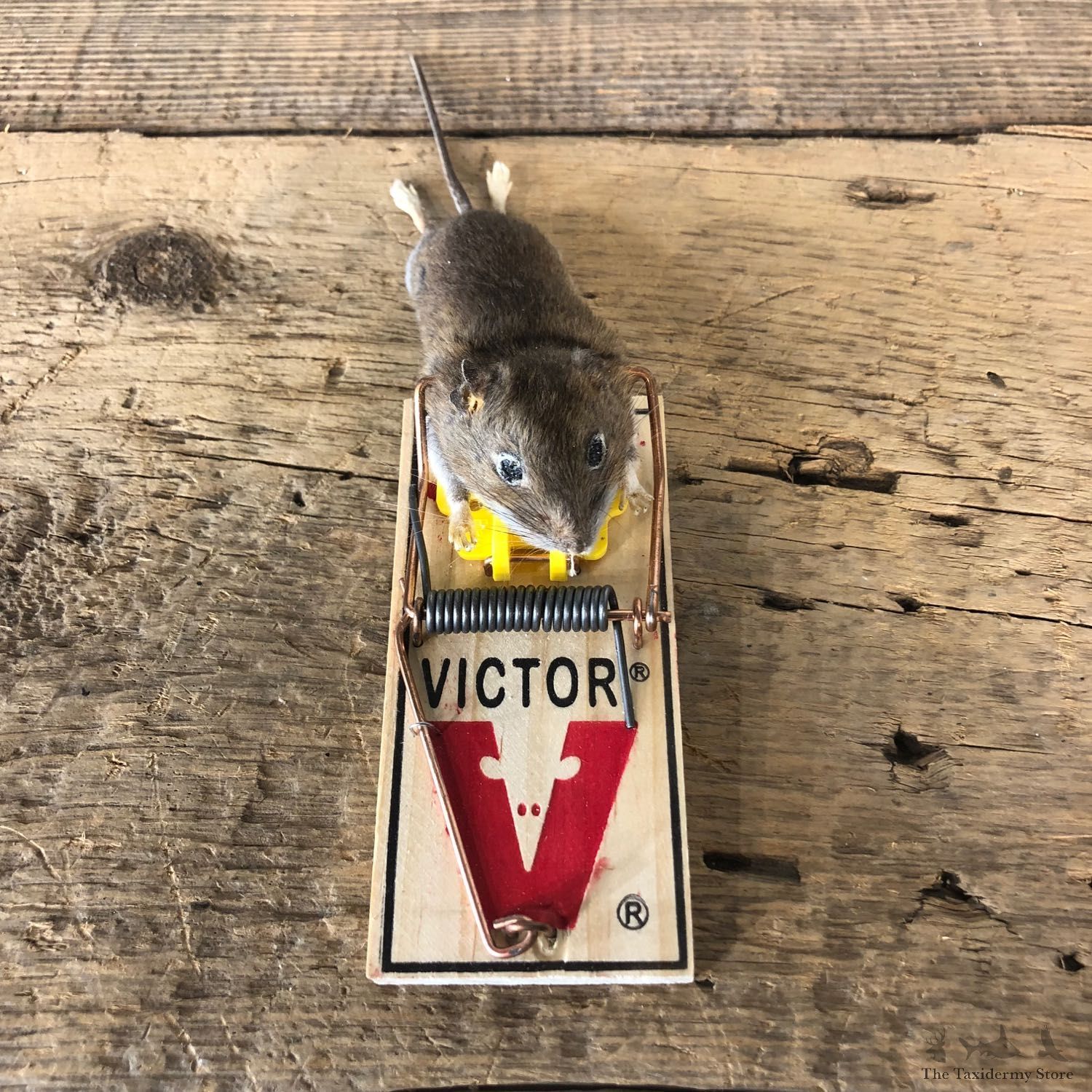 Mouse Trap Novelty Mount For Sale #19892 @ The Taxidermy Store