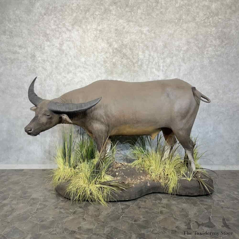 South Pacific Water Buffalo Life Size Mount For Sale #30729 @ The Taxidermy Store
