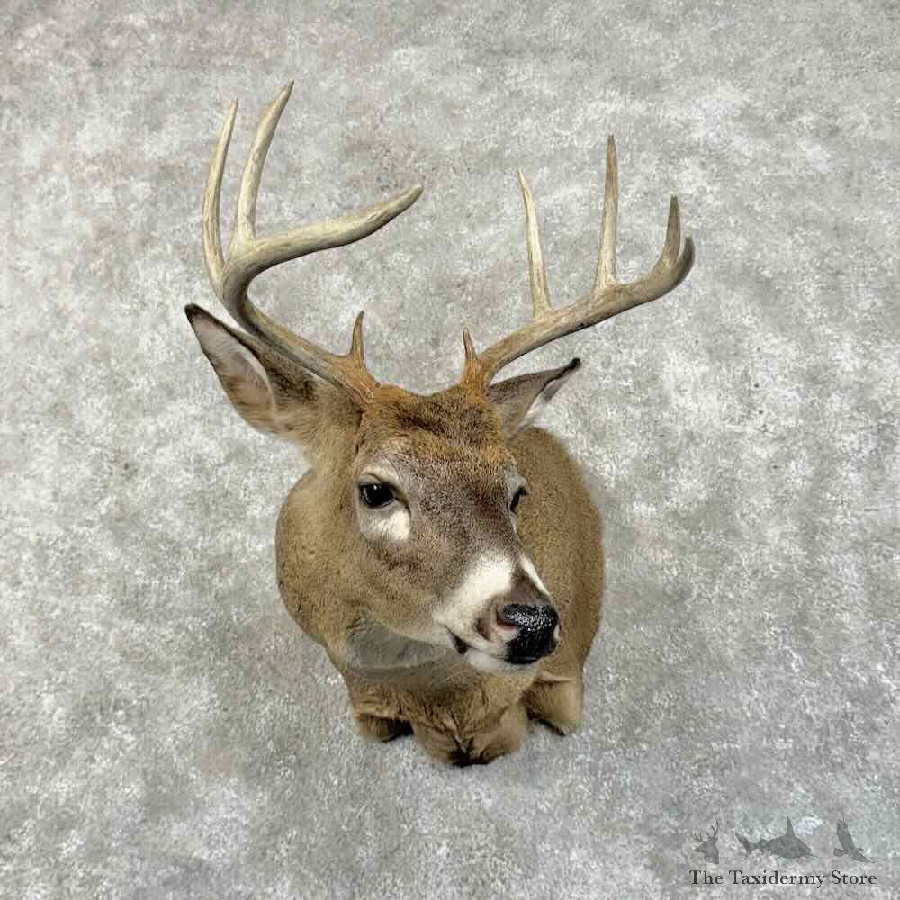 Whitetail Deer Shoulder Mount For Sale #31418 @ The Taxidermy Store