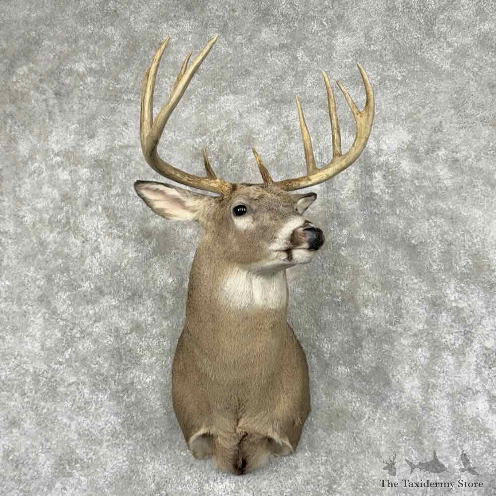 Whitetail Deer Shoulder Mount For Sale #32087 @ The Taxidermy Store