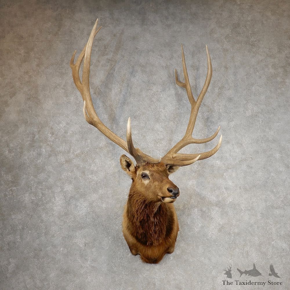 Rocky Mountain Elk Shoulder Mount For Sale #21087 @ The Taxidermy Store