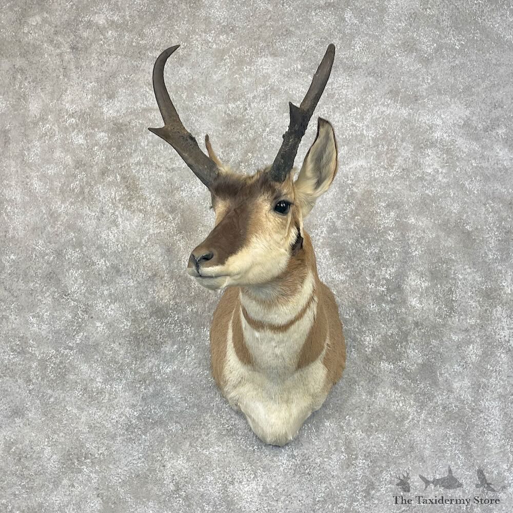 Pronghorn Antelope Shoulder Mount For Sale #28485 @ The Taxidermy Store