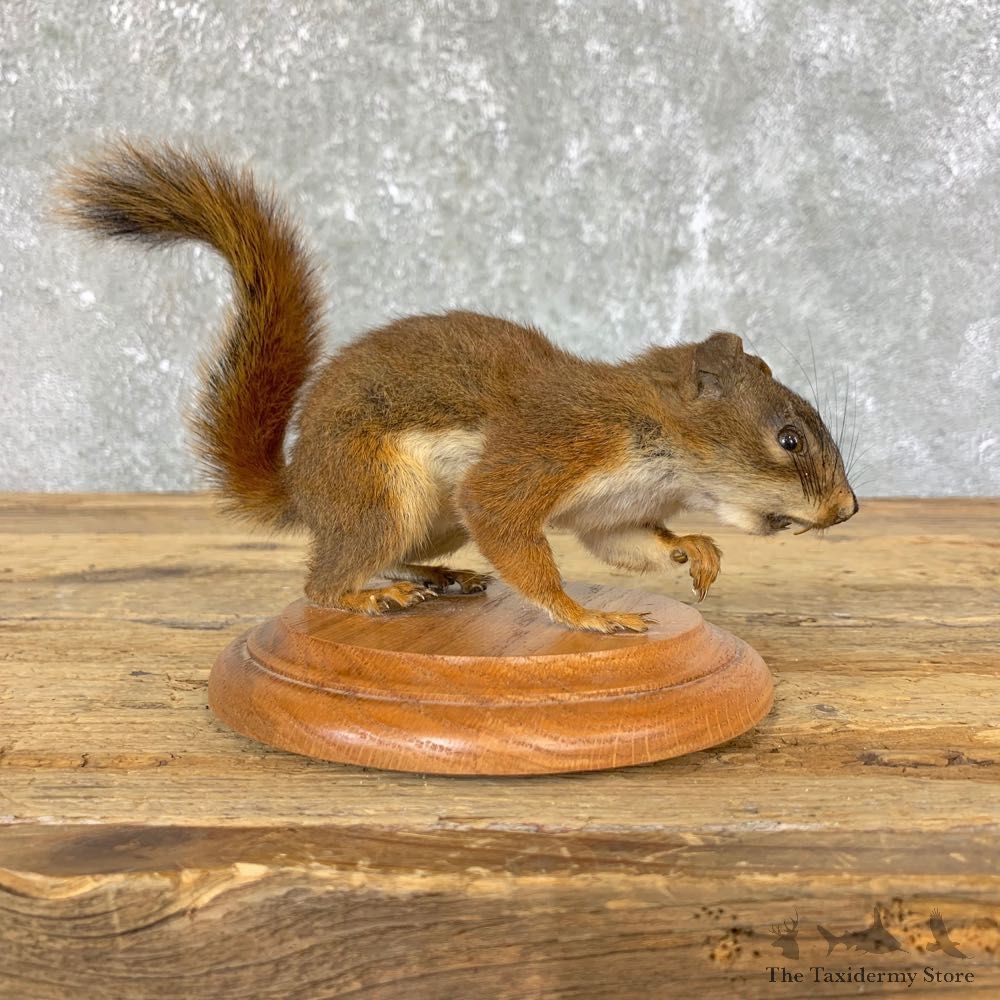 Red Squirrel Life-Size Mount For Sale #23915 @ The Taxidermy Store