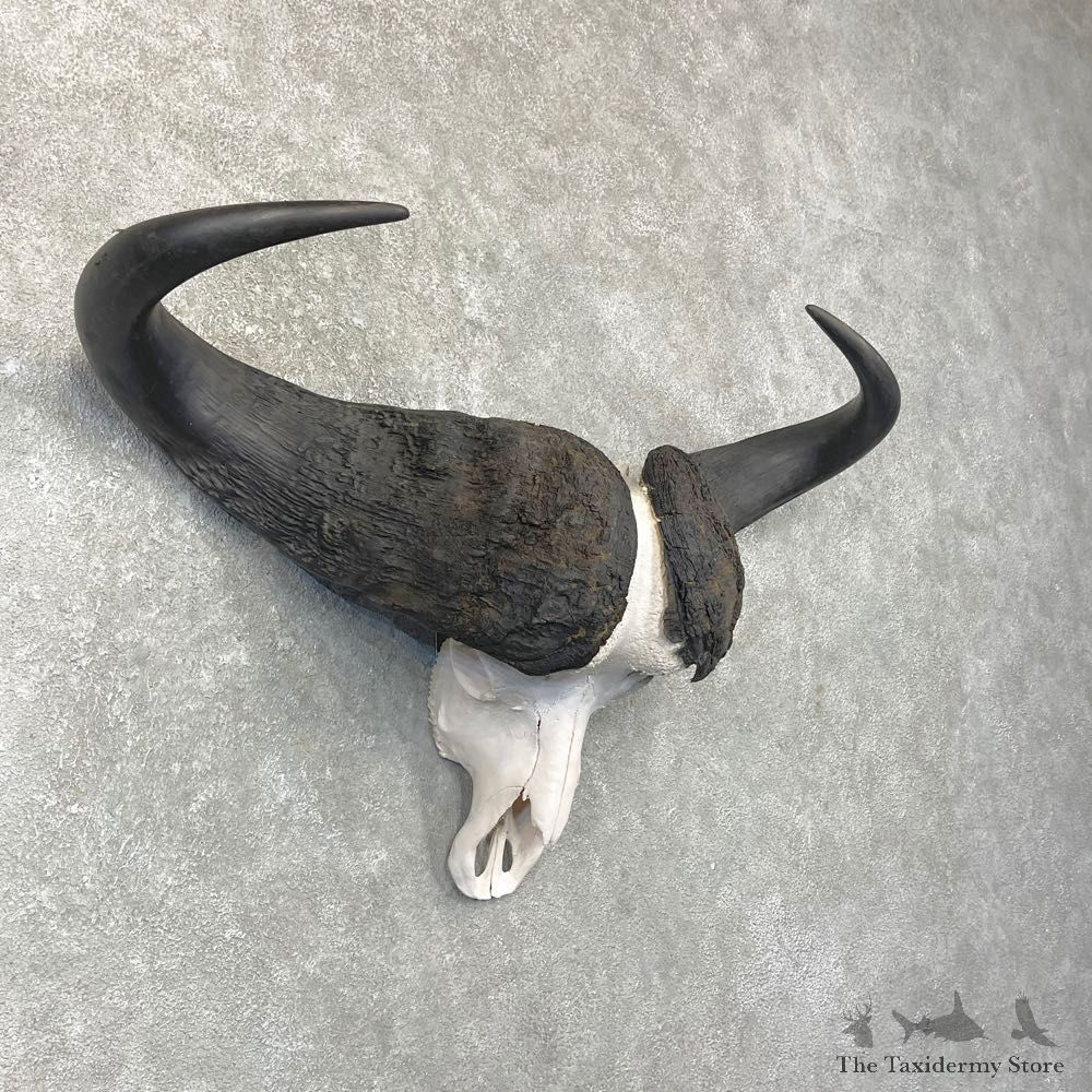 Cape Buffalo Skull Taxidermy Mount For Sale #24914 For Sale @ The Taxidermy Store