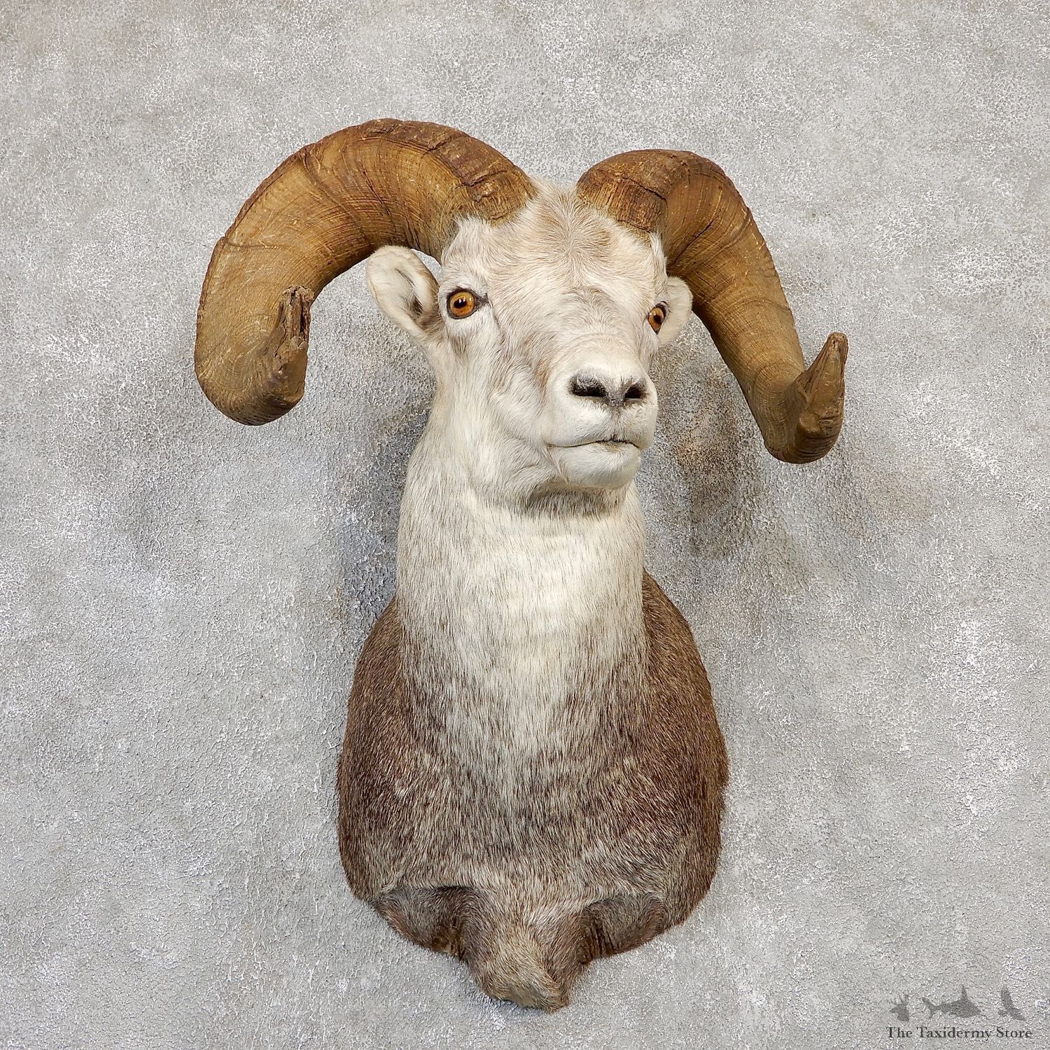 Stone Sheep Shoulder Mount For Sale #19986 @ The Taxidermy Store