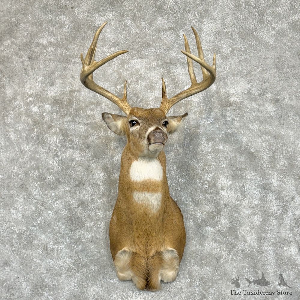 Whitetail Deer Shoulder Mount For Sale #29386 - The Taxidermy Store