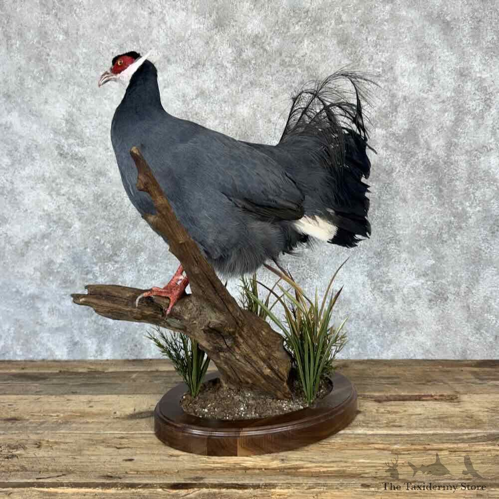Blue-Eared Pheasant Bird Mount For Sale #32282 @ The Taxidermy Store
