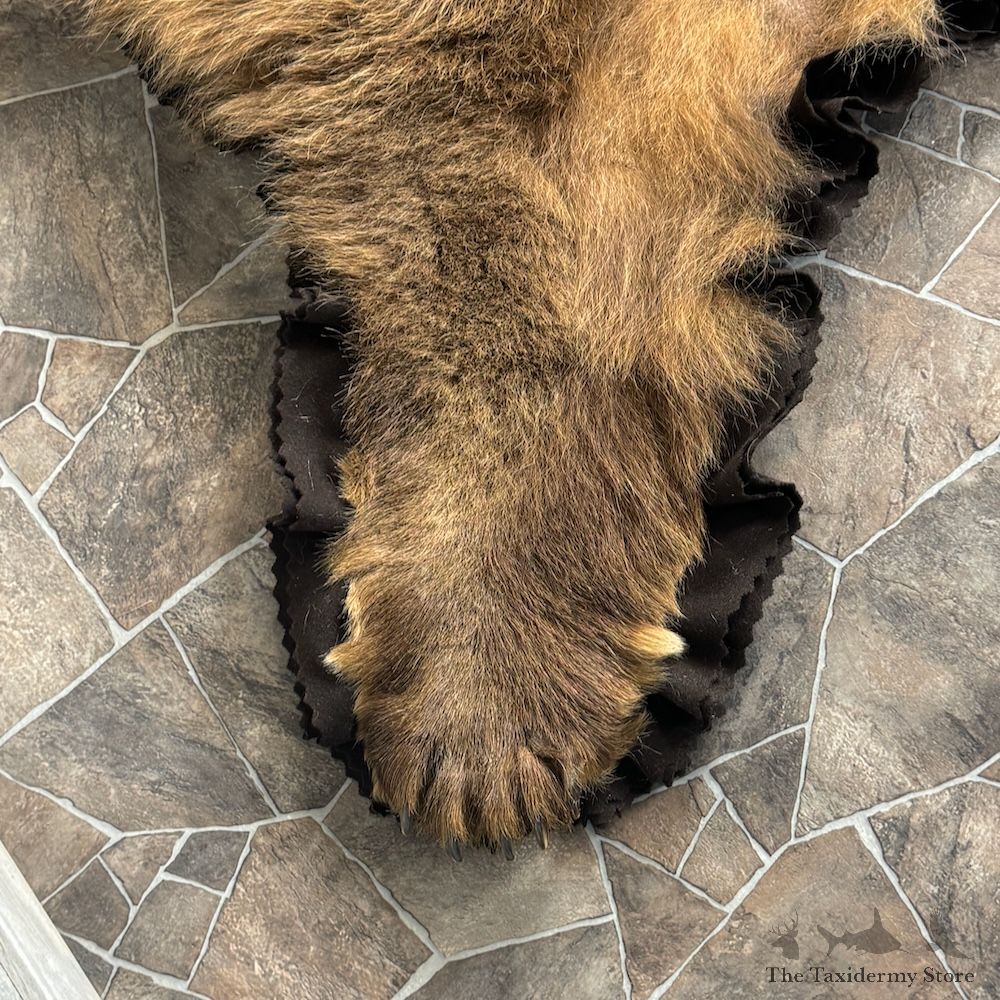 Grizzly Bear Full Size Rug Mount For Sale #29315 @ The Taxidermy Store