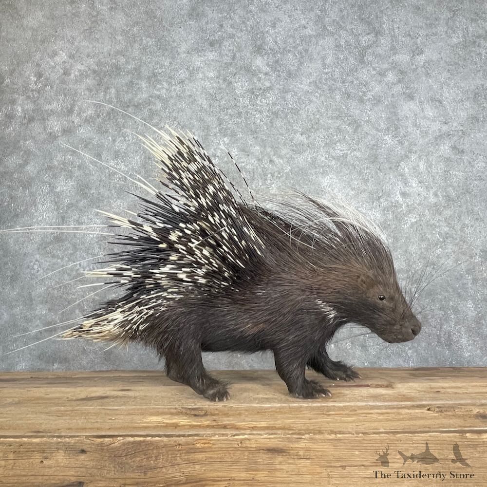 African Crested Porcupine Mount For Sale #27354 @ The Taxidermy Store