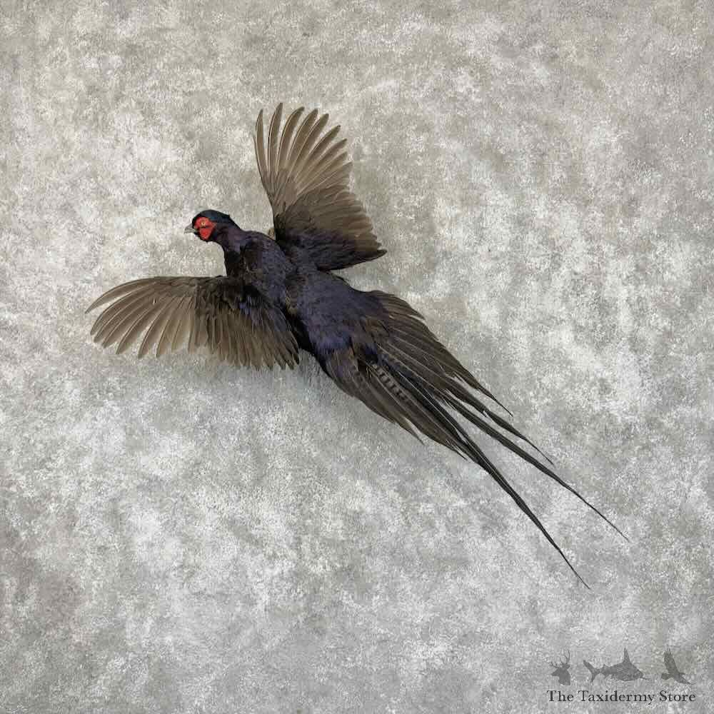 Black Pheasant Bird Mount For Sale #30965 @ The Taxidermy Store