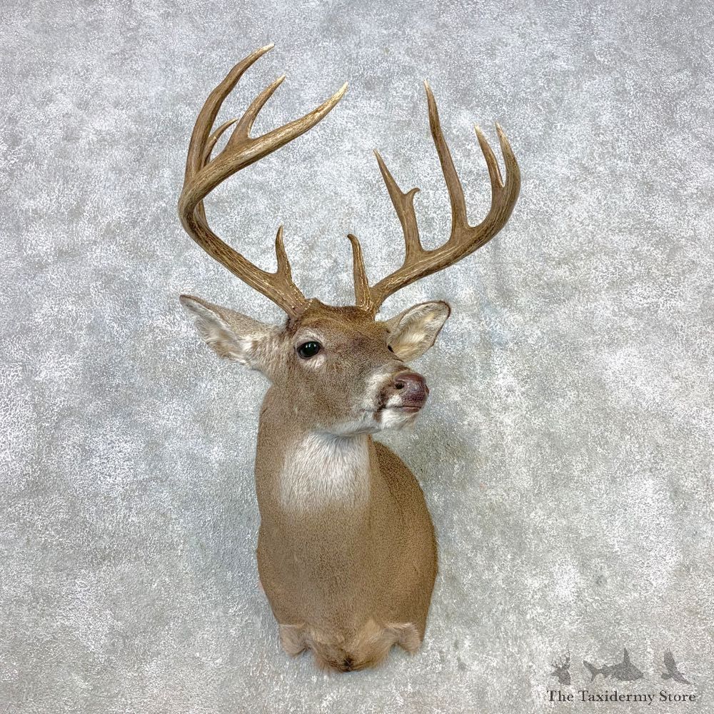Whitetail Deer Shoulder Mount #21655 For Sale - The Taxidermy Store