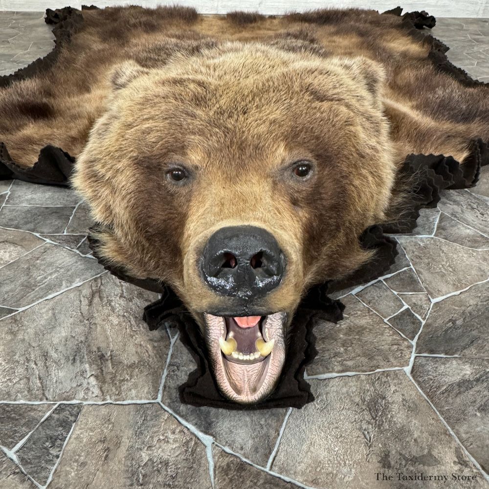 Grizzly Bear Full Size Rug Mount For Sale #29302 @ The Taxidermy Store