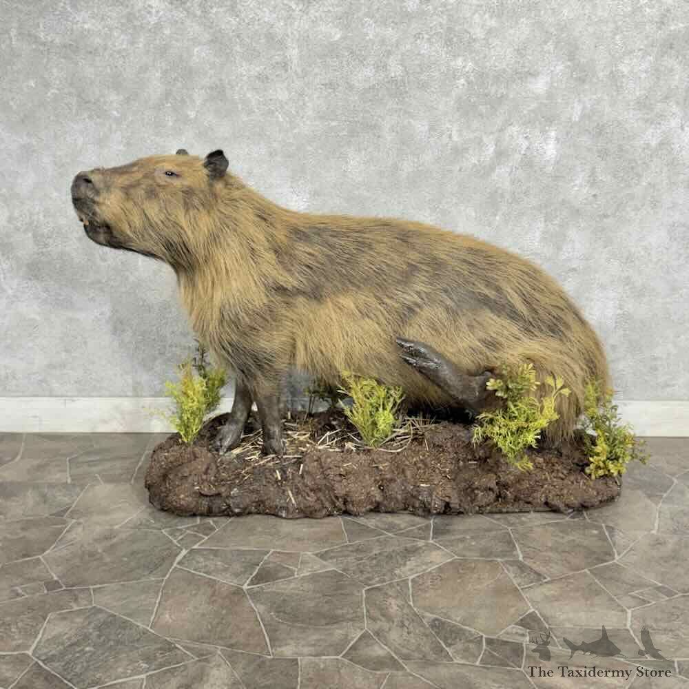 Greater Capybara Life Size Mount For Sale #32228 @ The Taxidermy Store