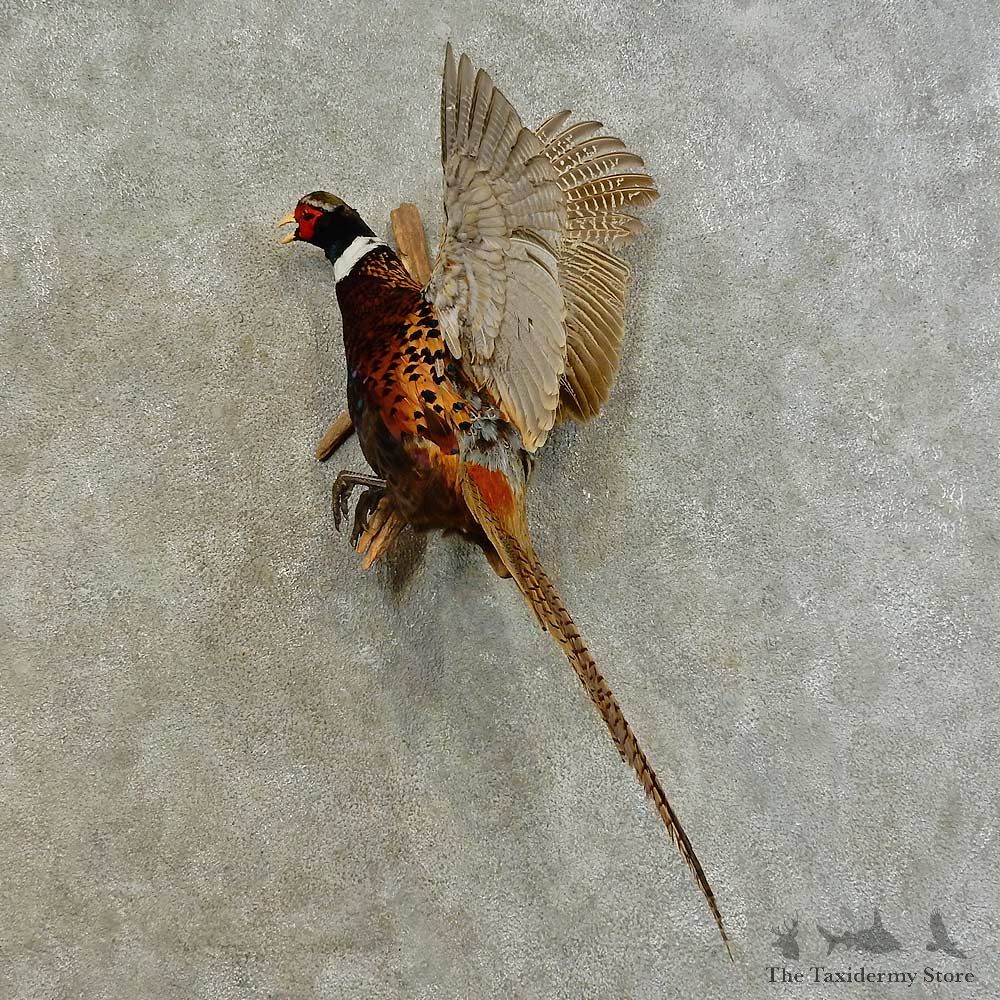 Ringneck Pheasant Bird Mount For Sale #16484 @ The Taxidermy Store