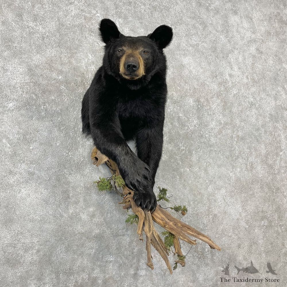 Black Bear Half-Life-Size Taxidermy Mount For Sale #26780 @ The Taxidermy Store