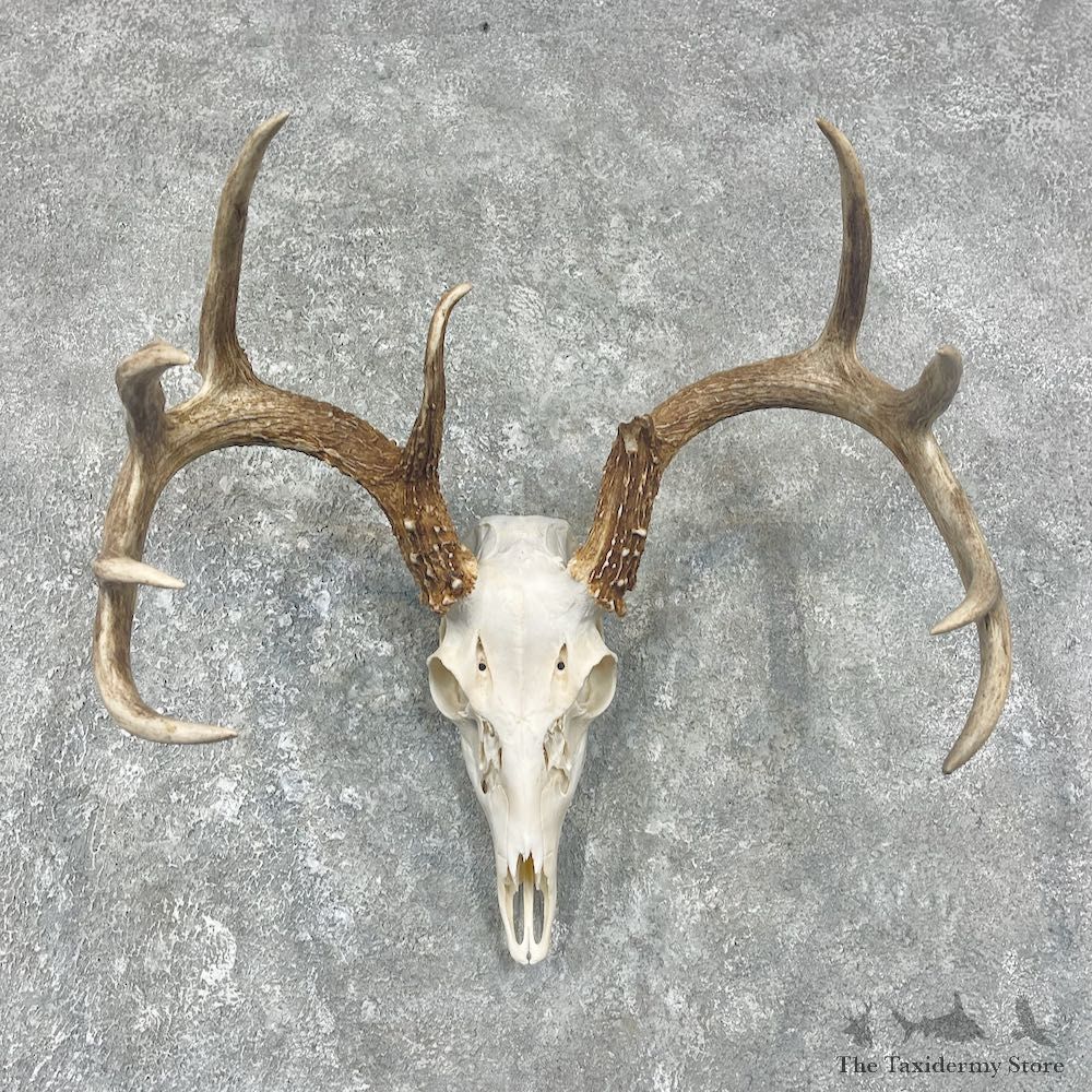 Whitetail Deer Skull European Mount For Sale #25903 @ The Taxidermy Store