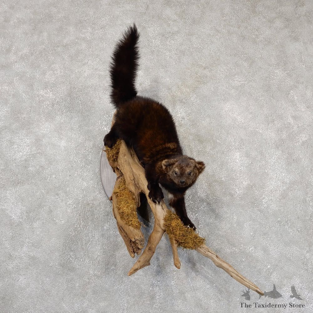 Fisher Life Size Taxidermy Mount #18814 For Sale @ The Taxidermy Store