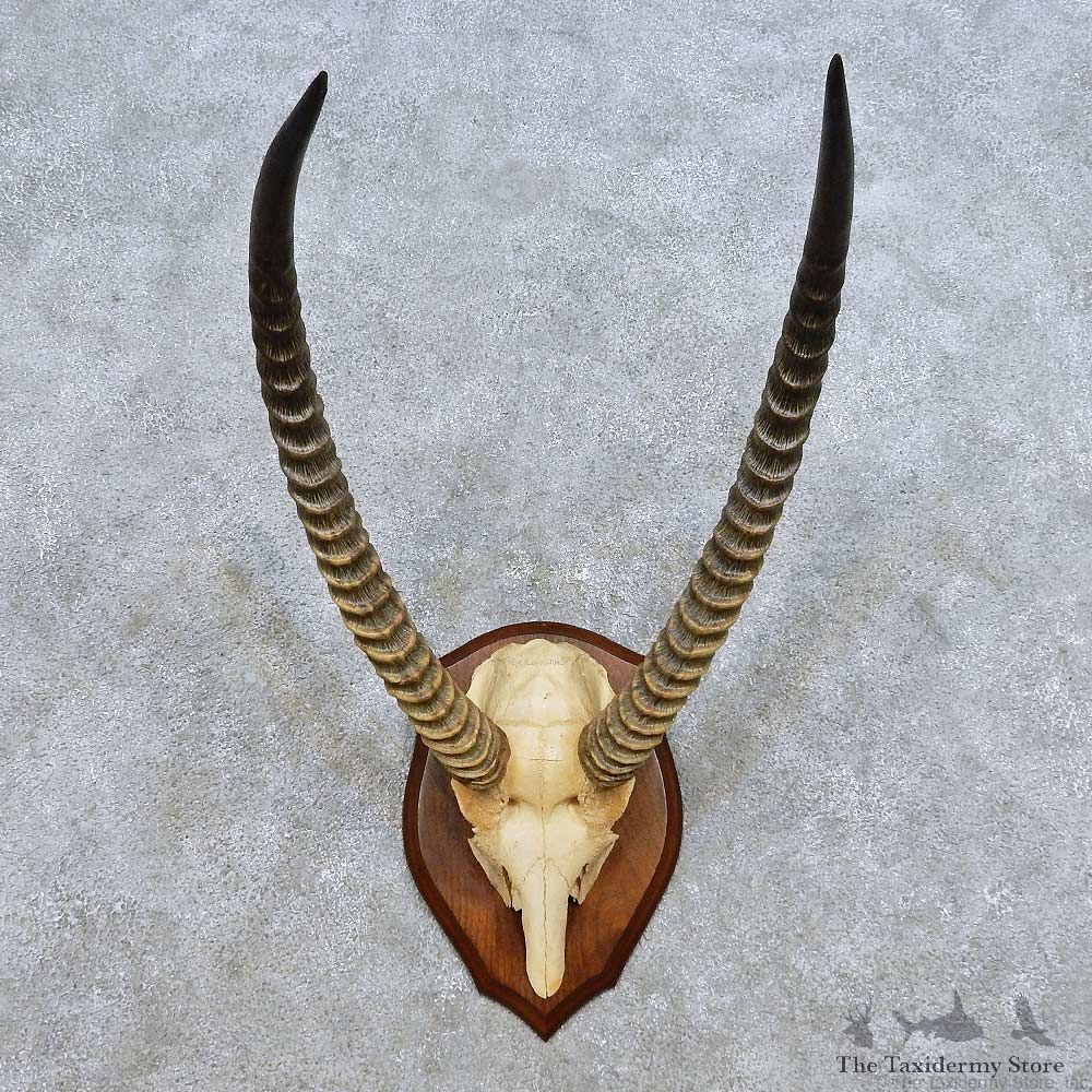 African Waterbuck Horn Plaque Mount For Sale #14459 @ The Taxidermy Store