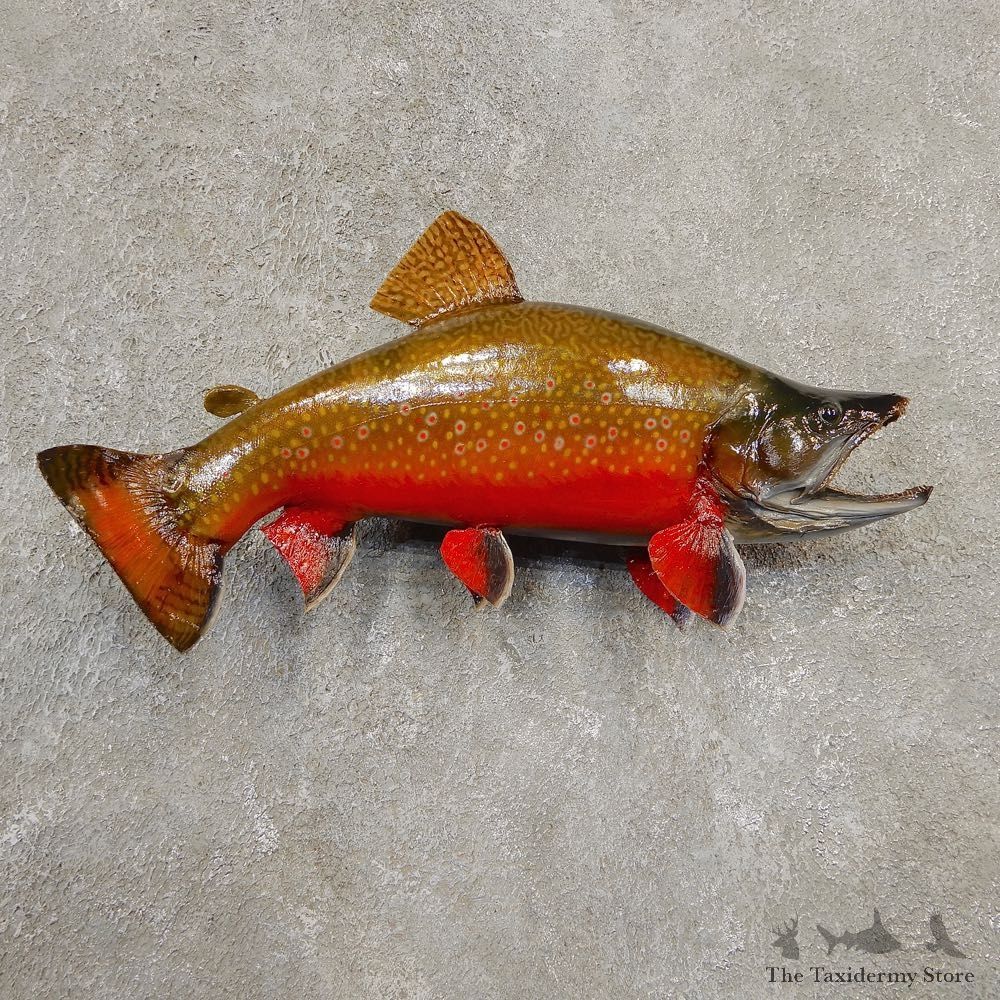 Brook Trout Fish Mount For Sale #20565 @ The Taxidermy Store