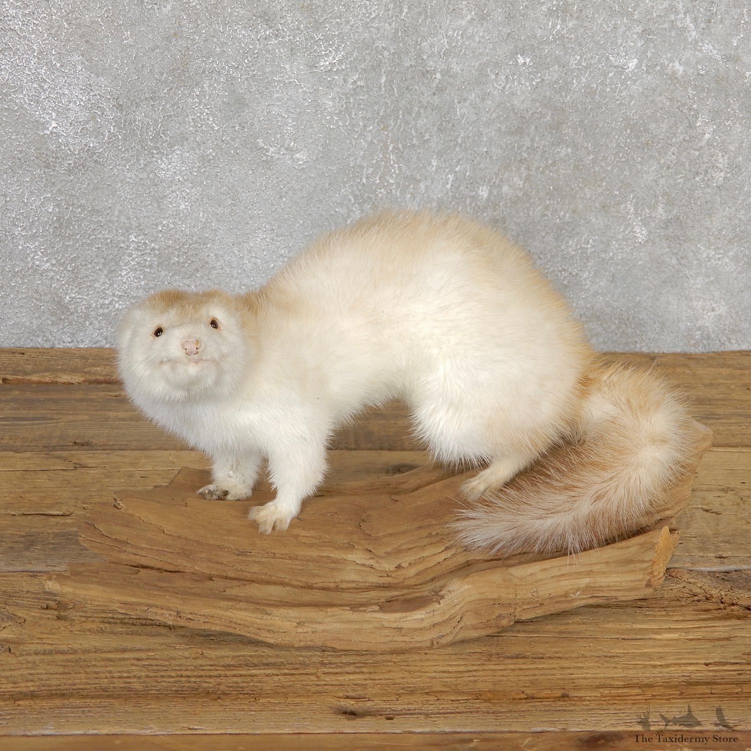 Mink Life-Size Taxidermy Mount For Sale #19811 @ The Taxidermy Store