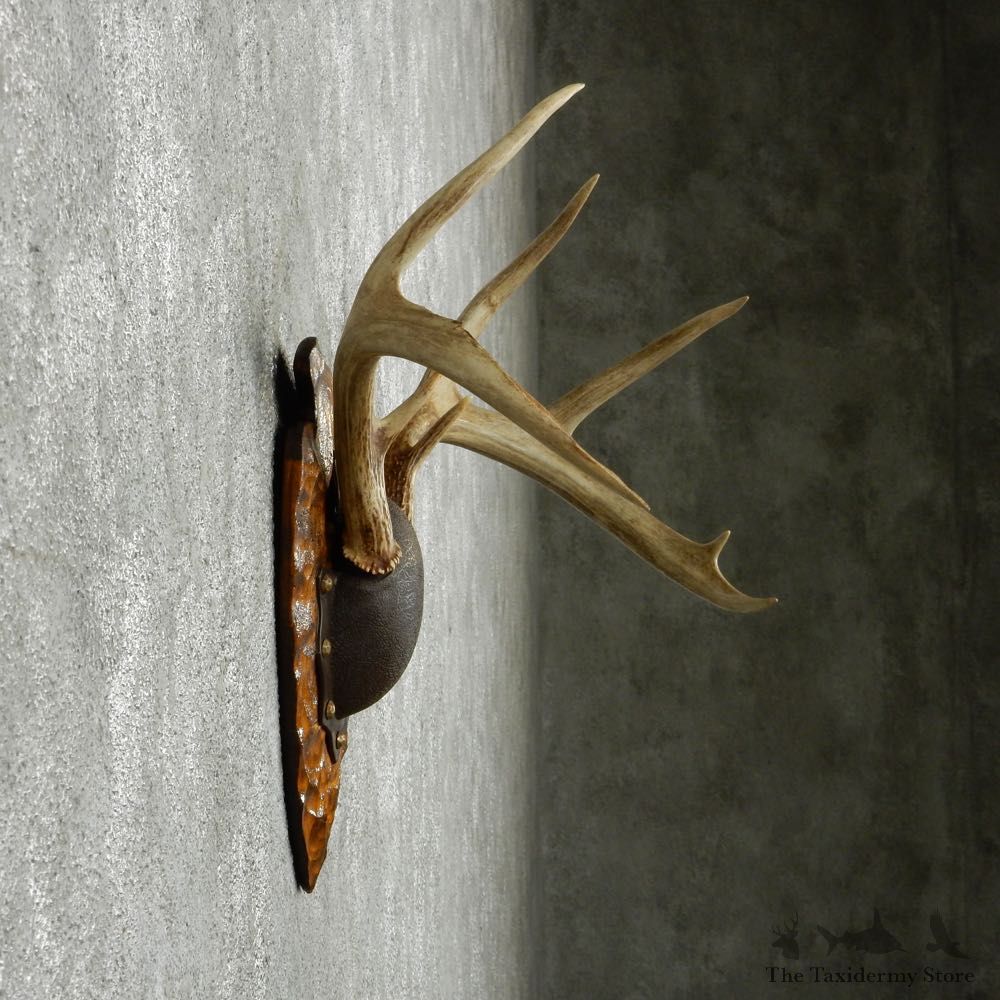 Whitetail Deer Antler Plaque Mount #13773 For Sale @ The Taxidermy Store