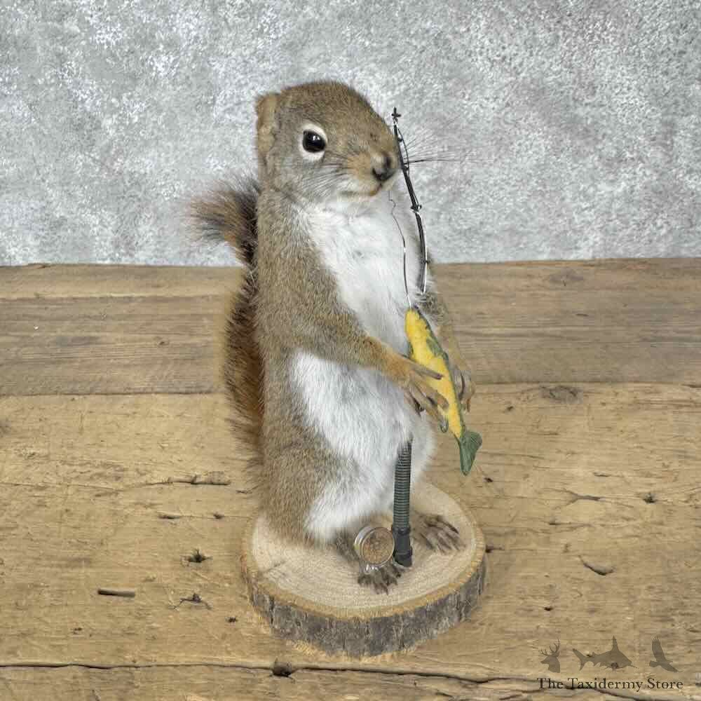 Fishing Red Pine Squirrel Novelty Mount For Sale #31616 @ The Taxidermy Store