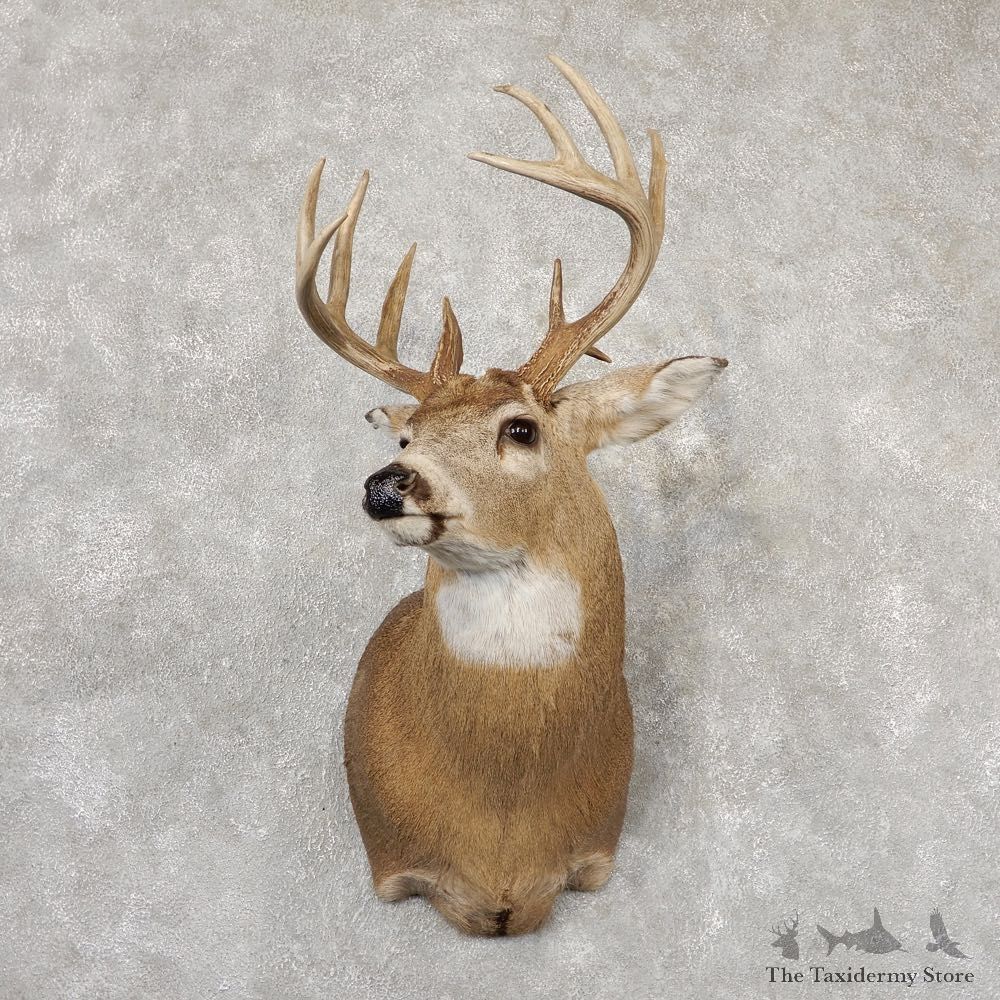 Whitetail Deer Shoulder Mount For Sale #18837 @ The Taxidermy Store