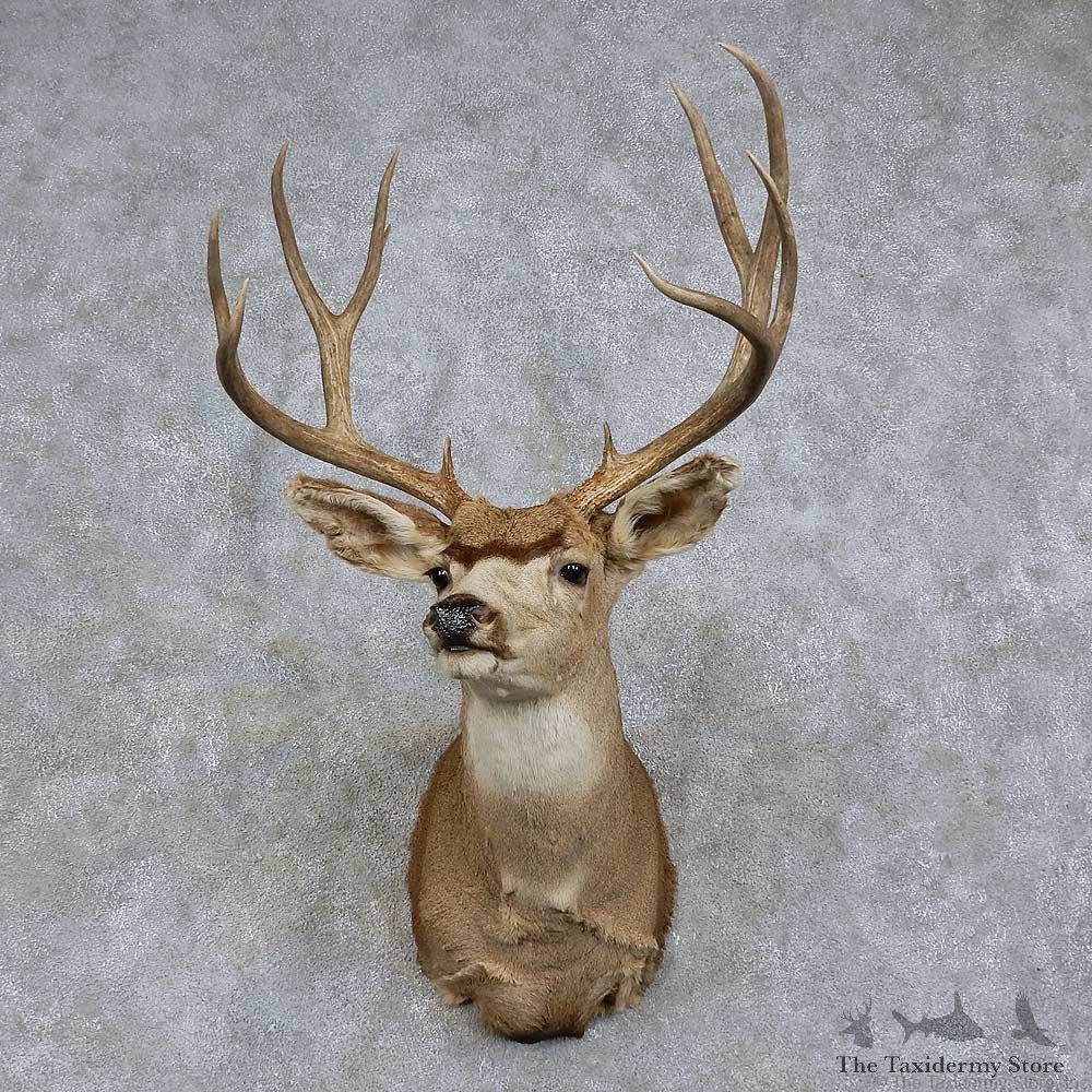 Mule Deer Shoulder Mount For Sale #15733 @ The Taxidermy Store