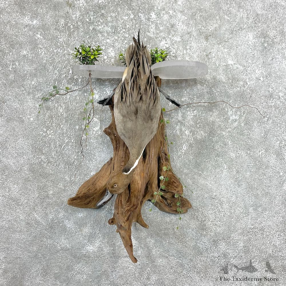 Pintail Duck Bird Mount For Sale #25017 @ The Taxidermy Store