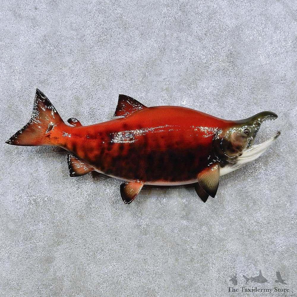Sockeye Salmon Reproduction Fish Mount For Sale #14480 @ The Taxidermy Store