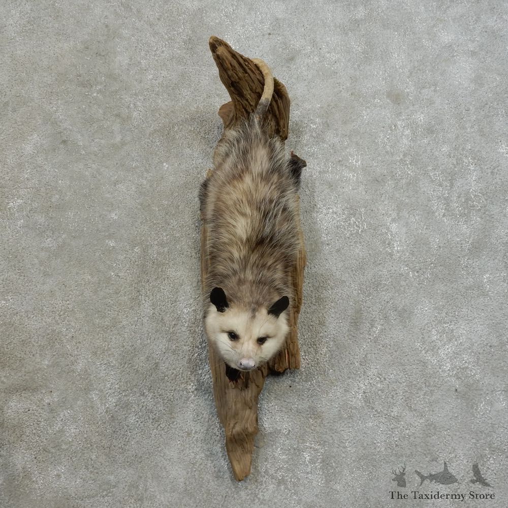 Wall Hanging Opossum Mount For Sale #16862 @ The Taxidermy Store