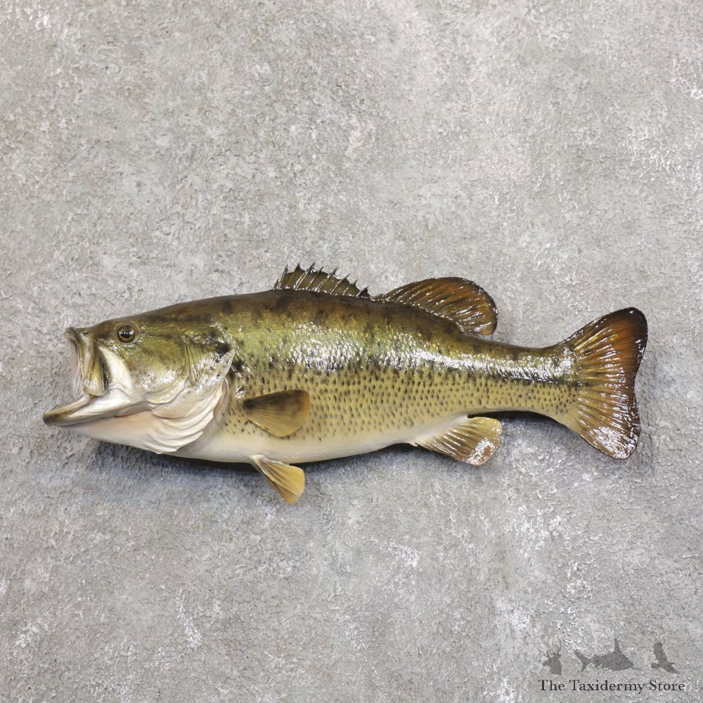 Largemouth Bass Fish Mount For Sale #22212 @ The Taxidermy Store