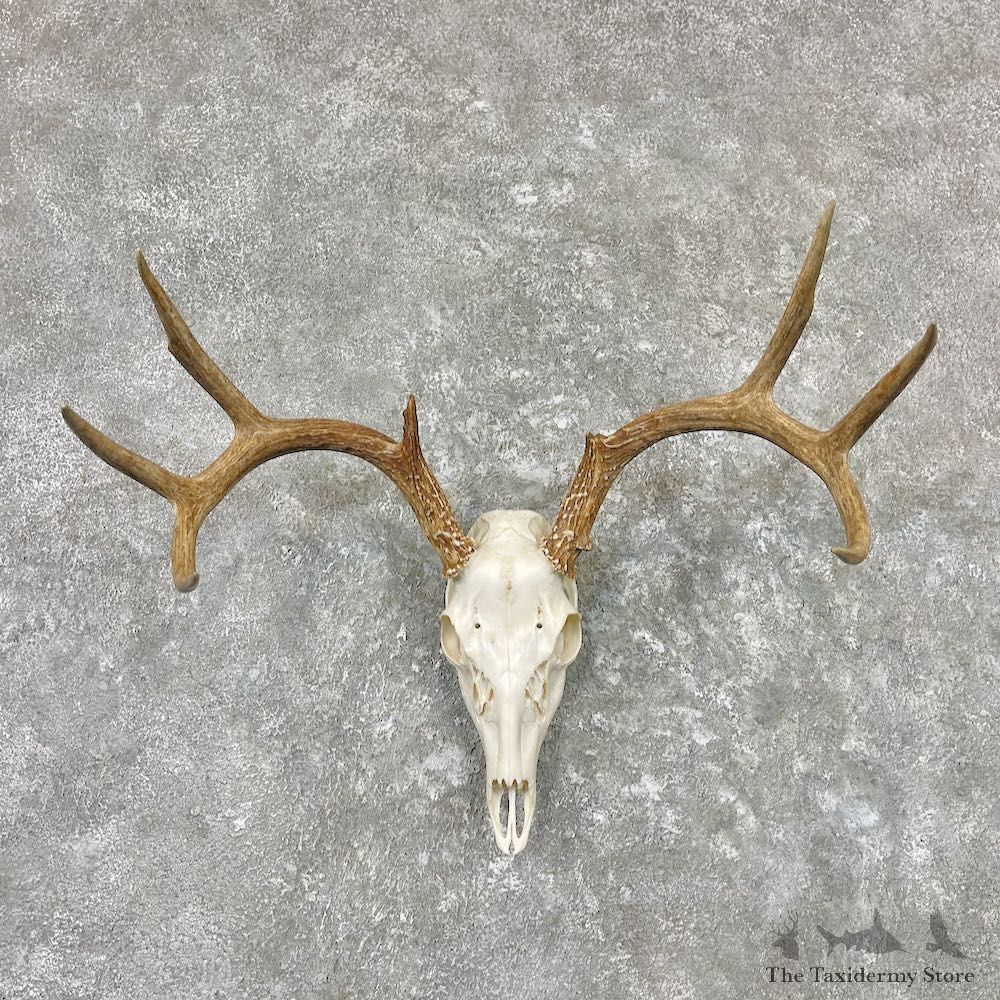 Whitetail Deer Skull European Mount For Sale #26981 @ The Taxidermy Store