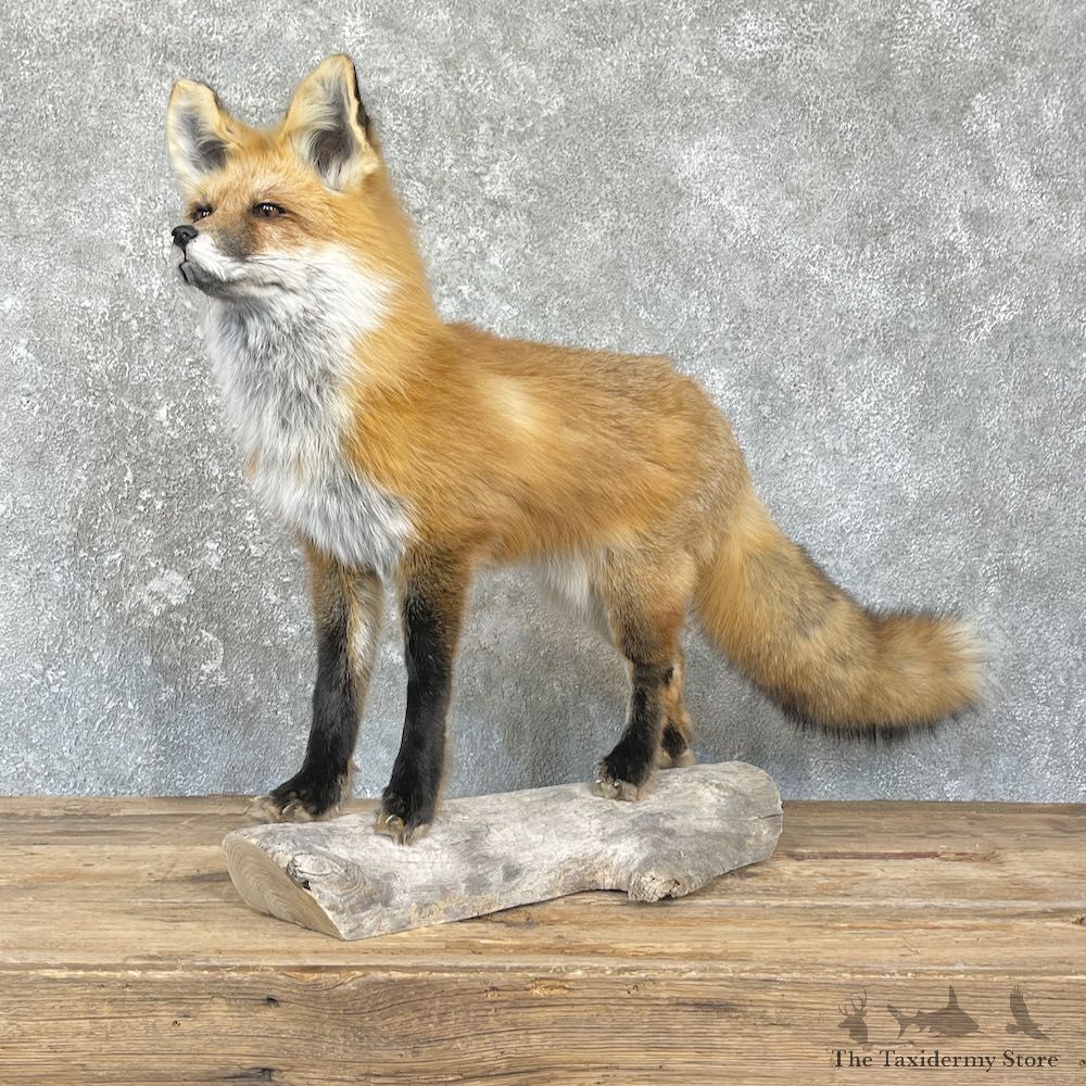 Red Fox Life-Size Mount For Sale #26426 @ The Taxidermy Store