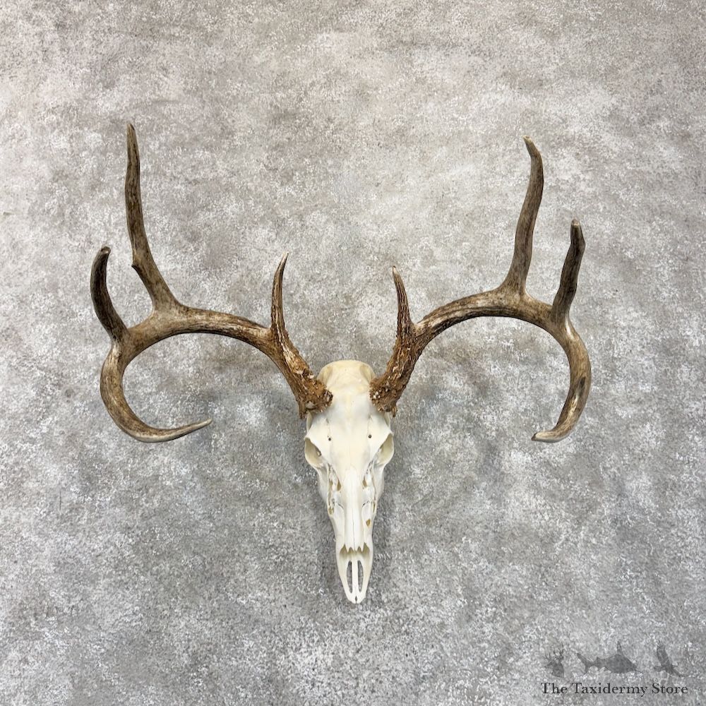 Whitetail Deer Skull European Mount For Sale #30132 @ The Taxidermy Store