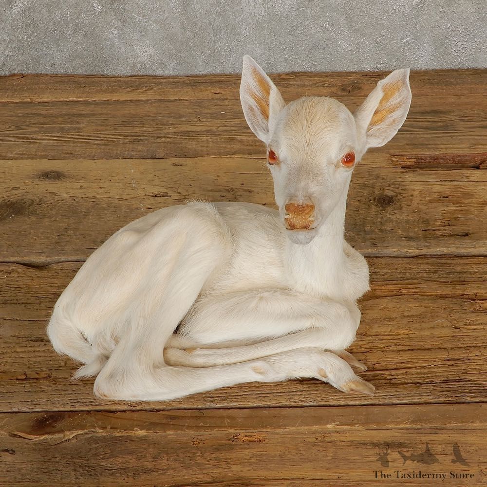 Albino Whitetail Deer Fawn Life-Size Mount For Sale #20686 - The Taxidermy Store