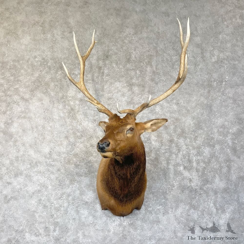 Rocky Mountain Elk Shoulder Mount For Sale #28295 @ The Taxidermy Store