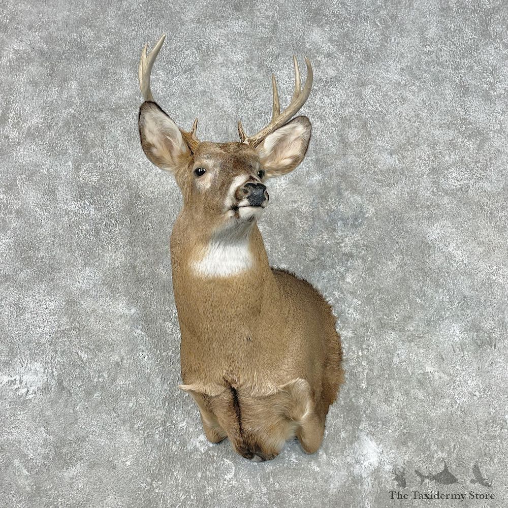 Whitetail Deer Shoulder Mount For Sale #26798 @ The Taxidermy Store