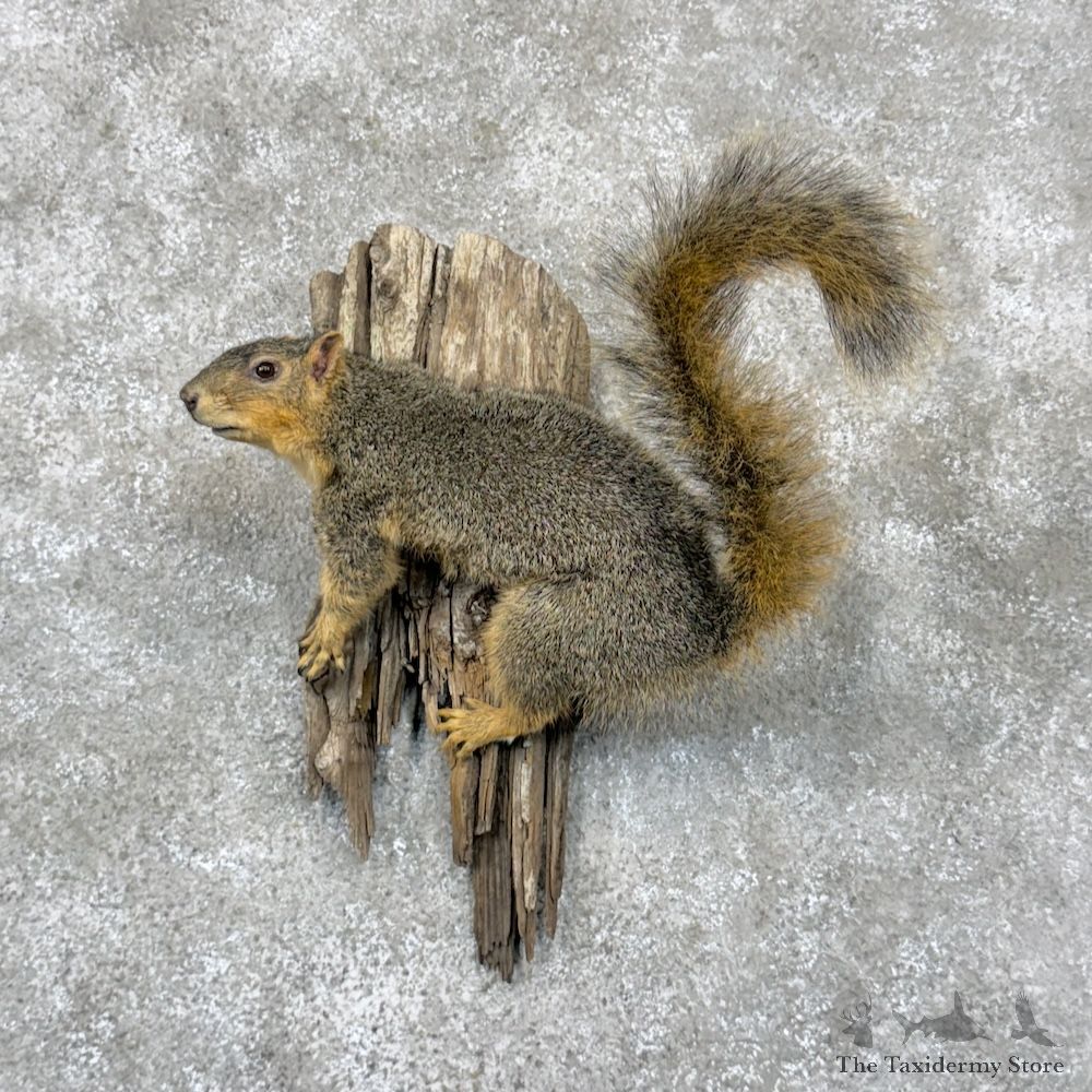 Fox Squirrel Life-Size Mount For Sale #29828 @ The Taxidermy Store