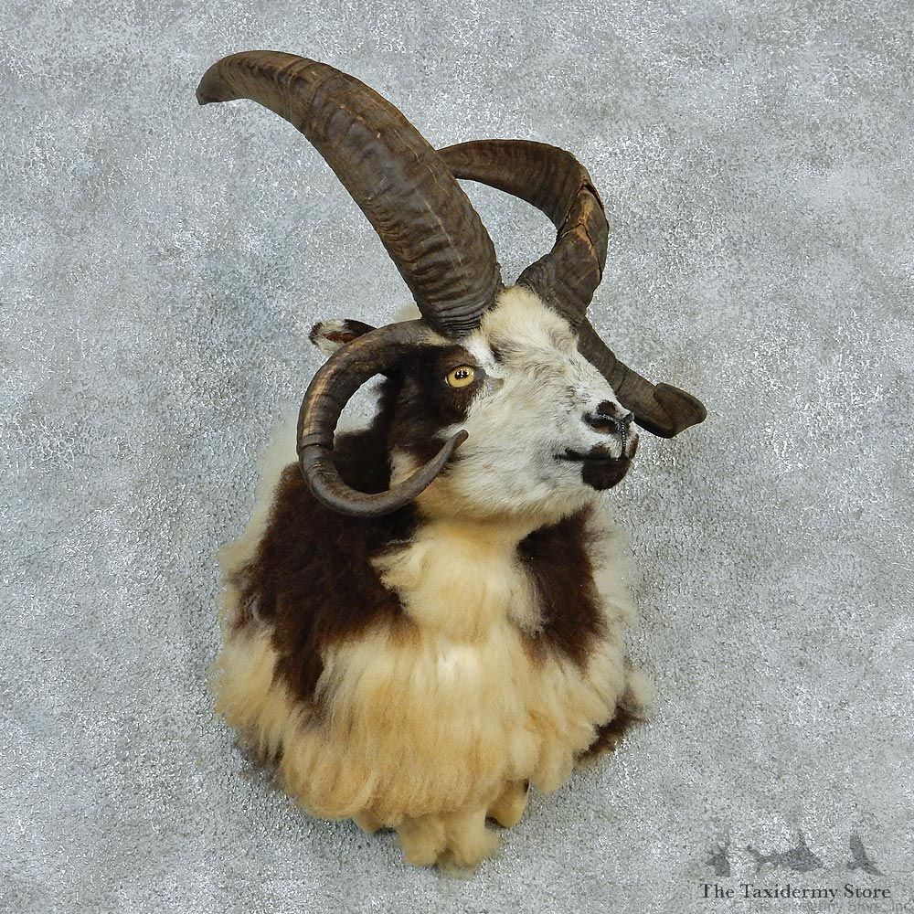 Jacobs Four-Horn Ram Taxidermy Mount #12965 For Sale @ The Taxidermy Store